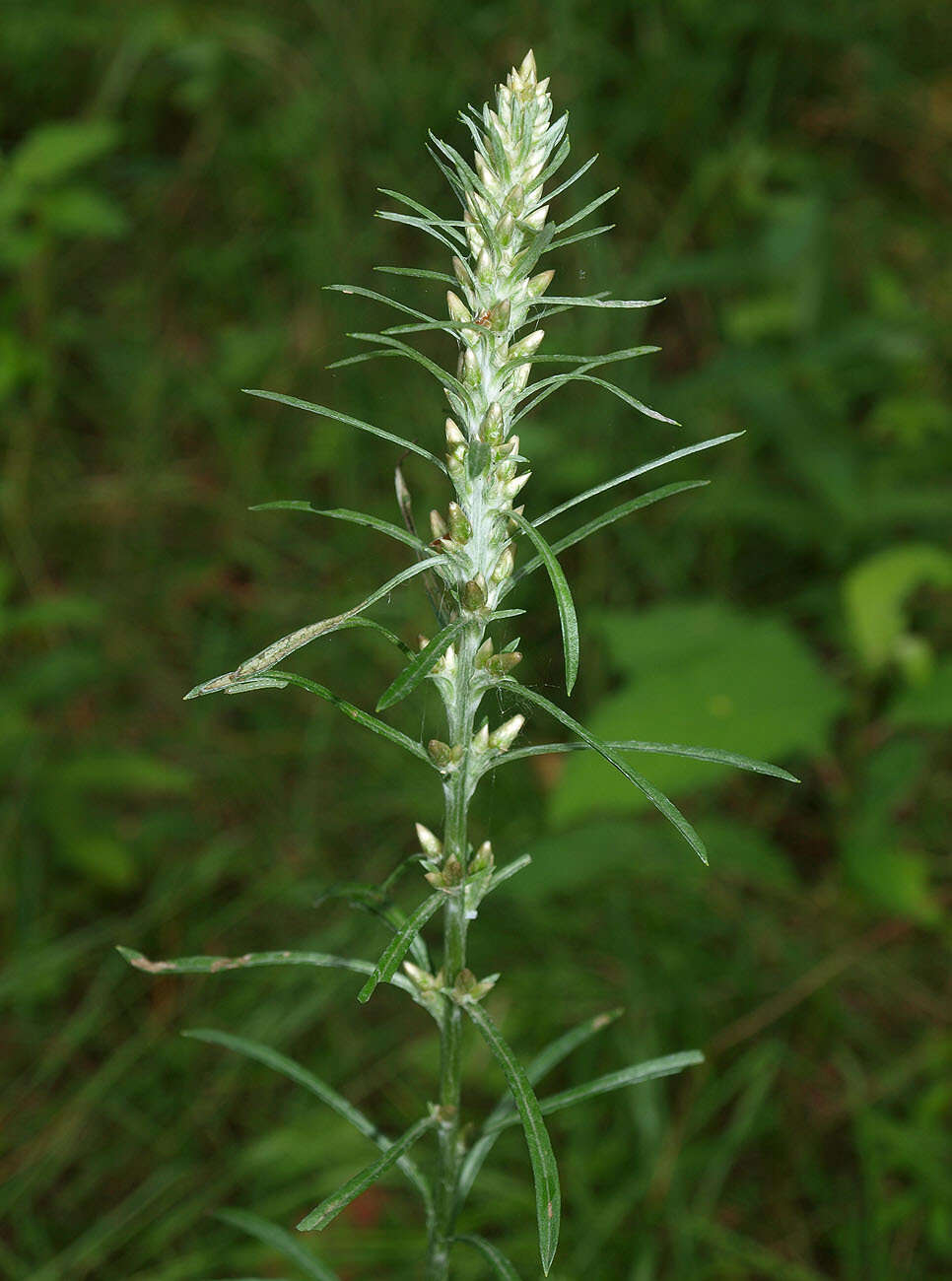 Image of heath cudweed