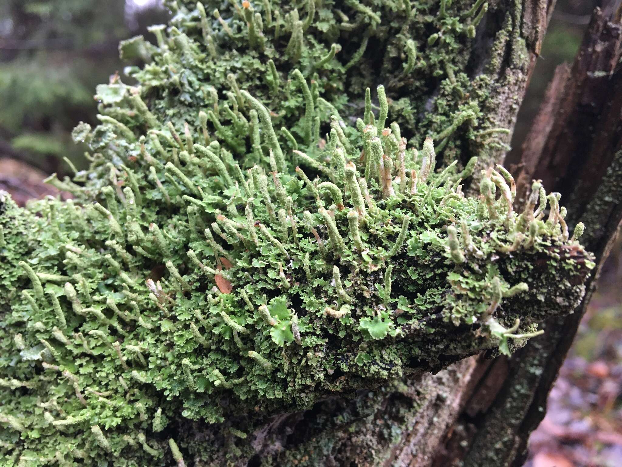 Слика од Cladonia ochrochlora Flörke