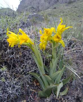 Image of Chloraea alpina Poepp.