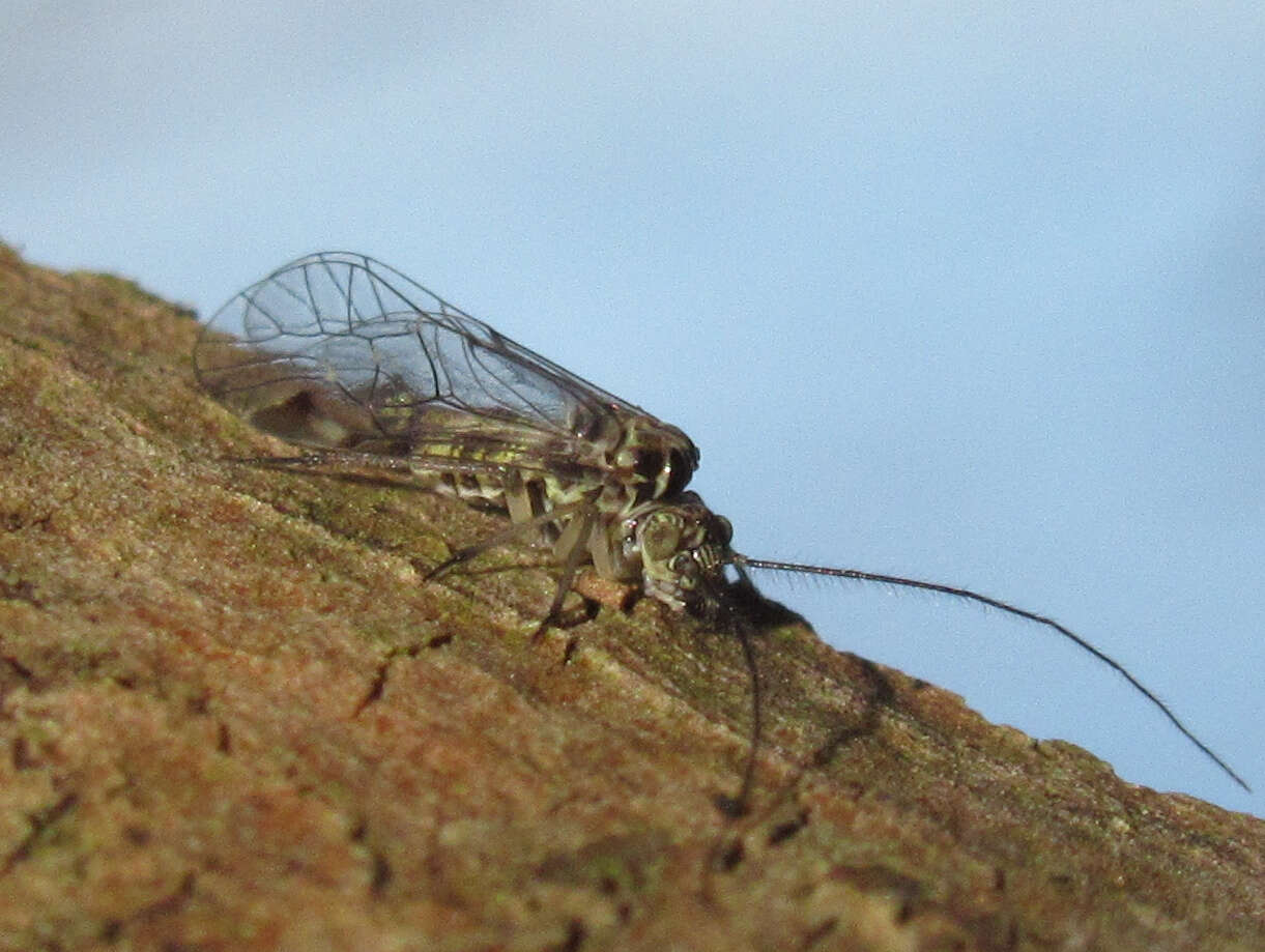 Clematostigma maculiceps (Enderlein 1903) resmi