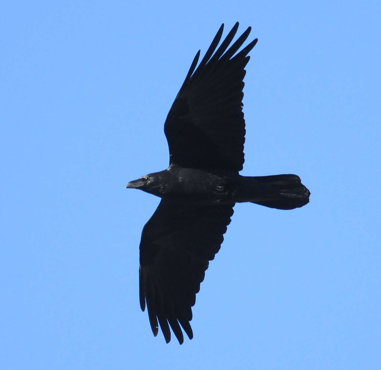 Image of Chihuahuan Raven