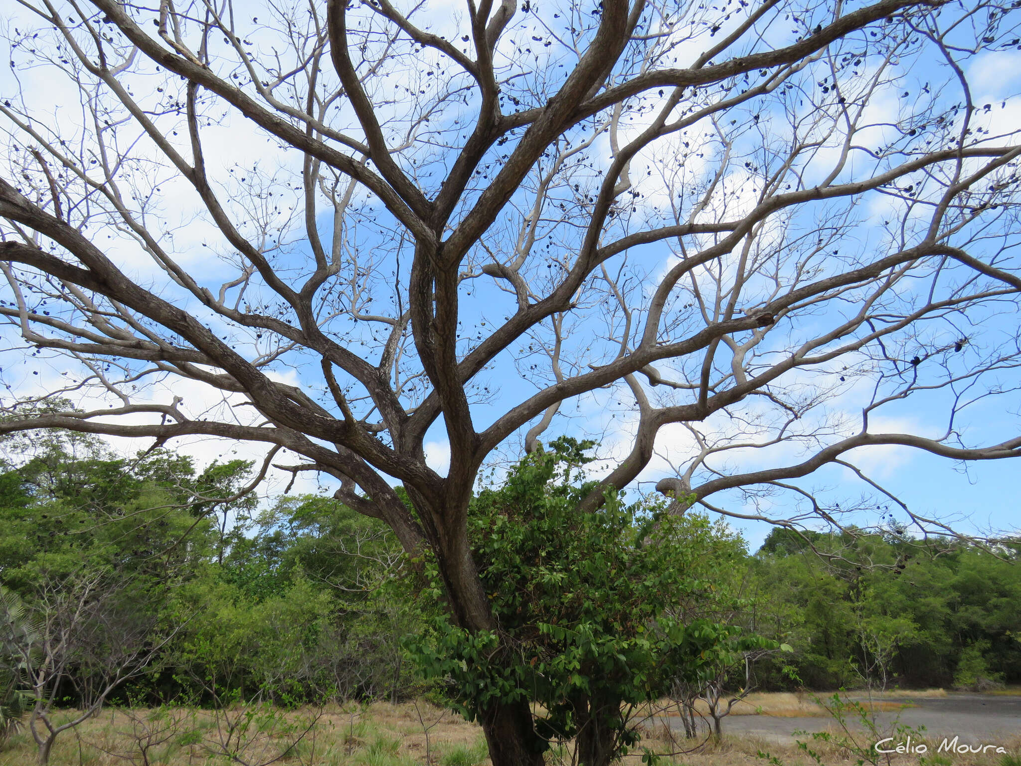 Imagem de Enterolobium timbouva Mart.