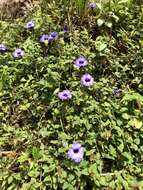 Image of Spotless Violet Torenia