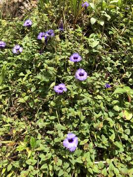 Image of Spotless Violet Torenia