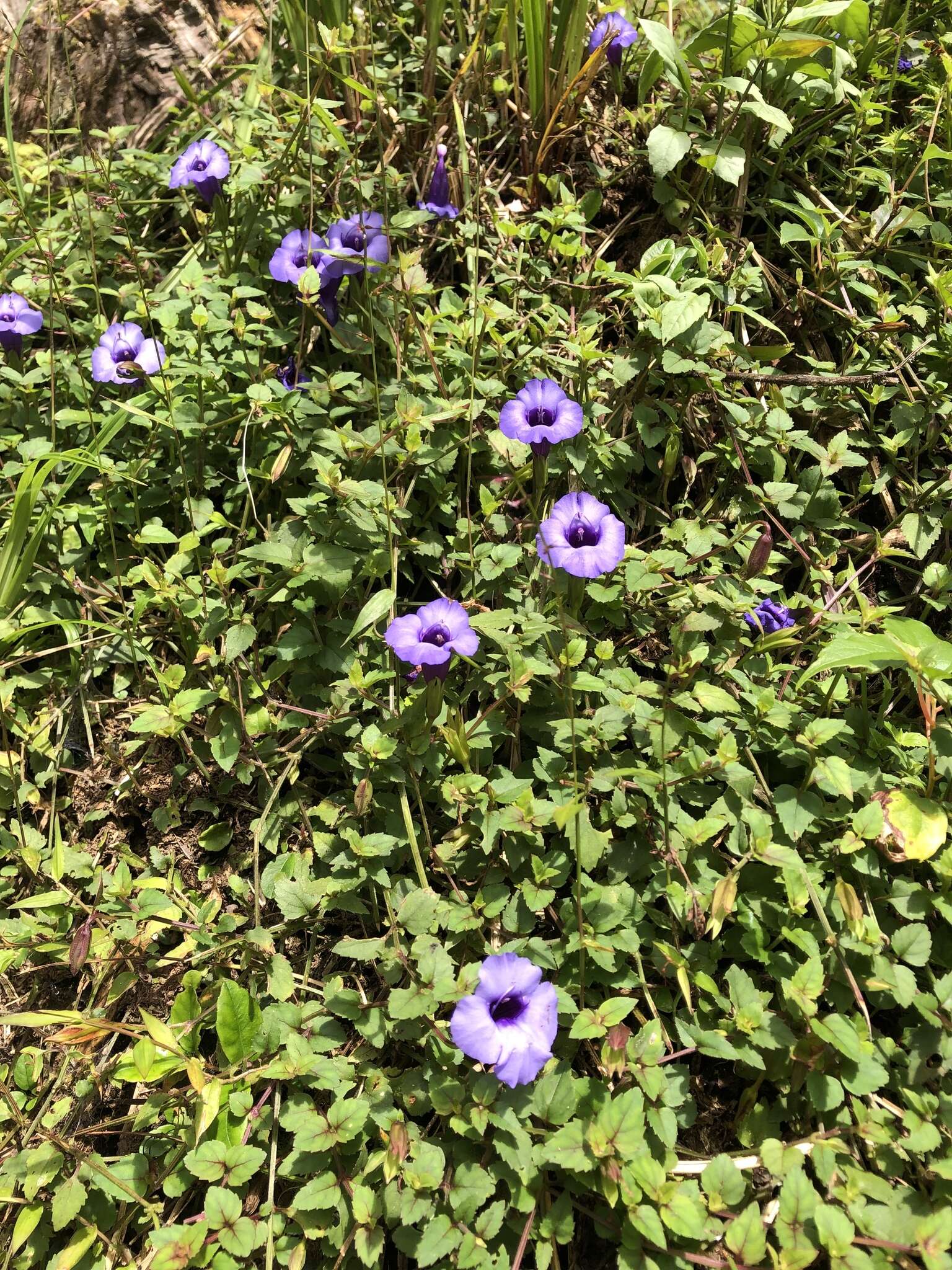 Image of Spotless Violet Torenia