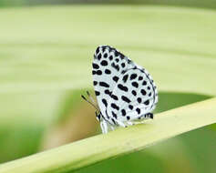 Image of Forest Pierrot