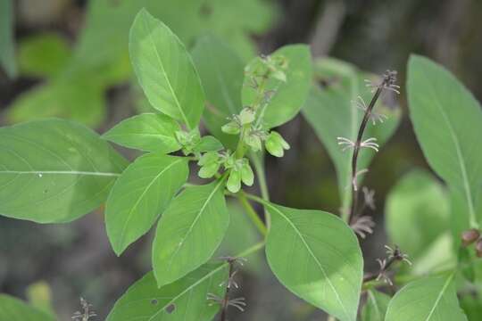 صورة Ocimum campechianum Mill.