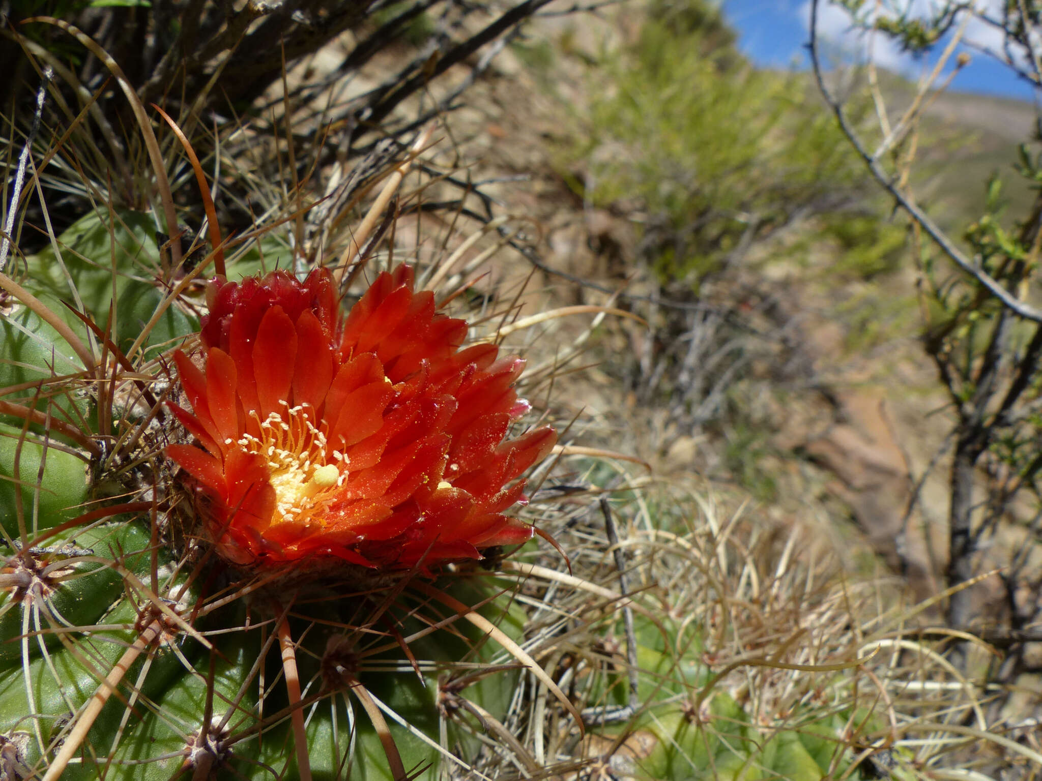 Image of Parodia maassii (Heese) A. Berger