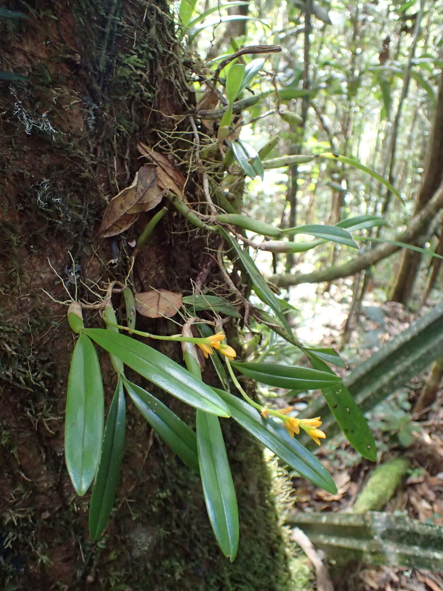 Image de Bulbophyllum auriflorum H. Perrier