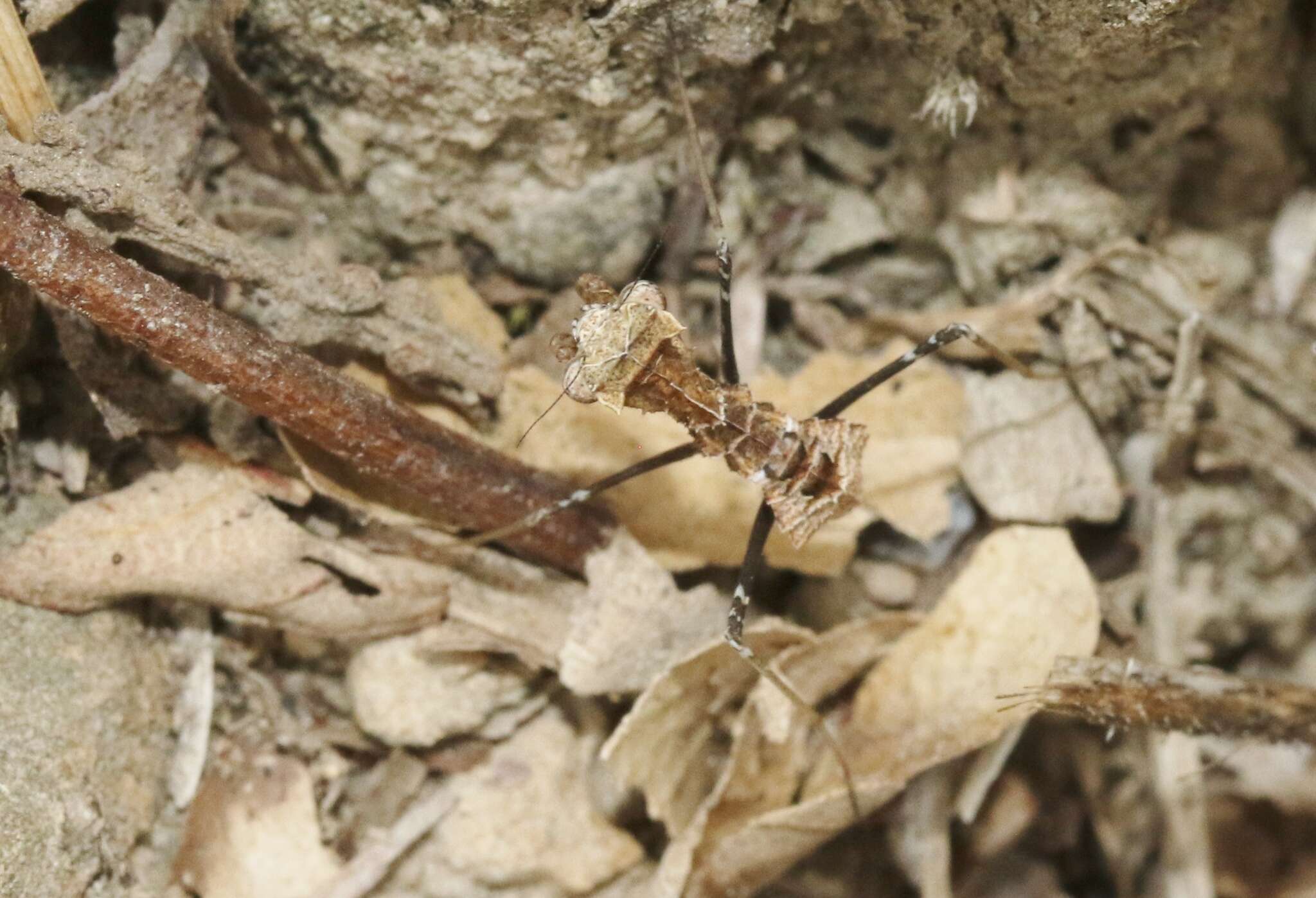 Image of Paraoxypilus armatus Giglio-Tos 1913