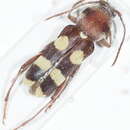 Image of Chlorophorus sexguttatus (Lucas 1849)