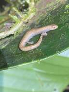 Image of Camron Mushroom-tongue Salamander