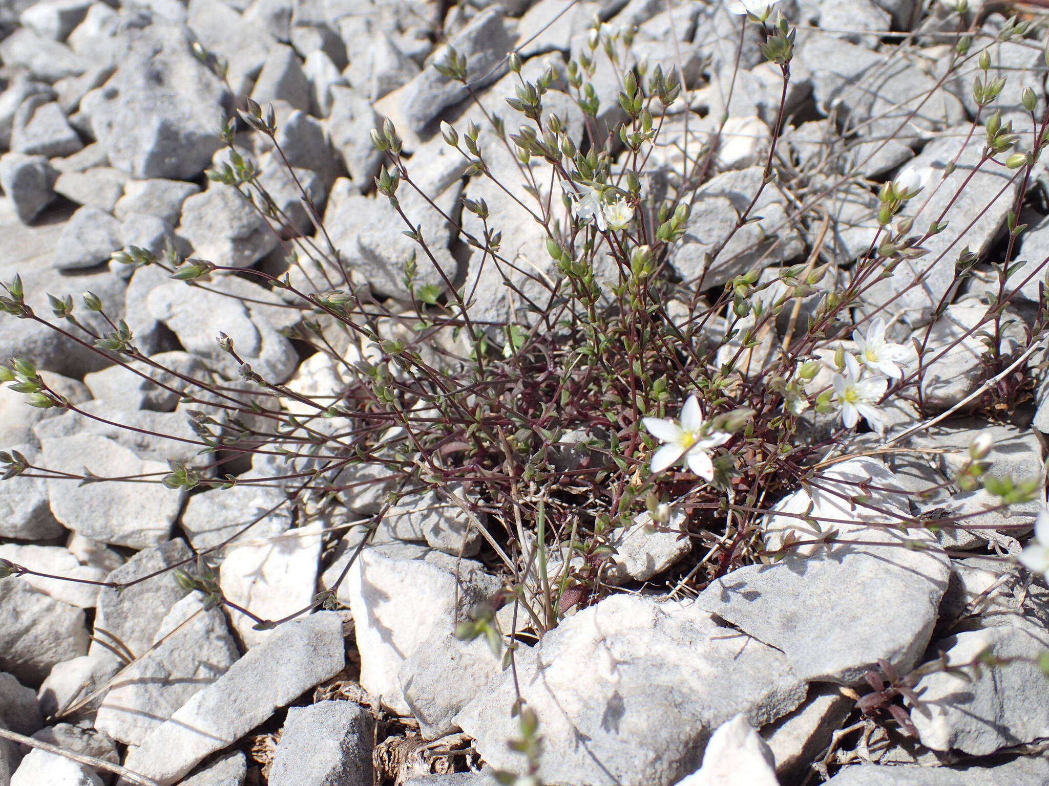 Sivun Arenaria provincialis Chater & Halliday kuva