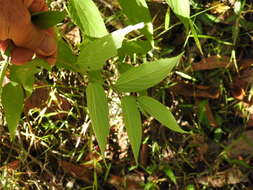 Image of Trema tomentosa var. viridis (Planchon) H. J. Hewson
