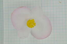 Image of Begonia bouffordii C. I Peng