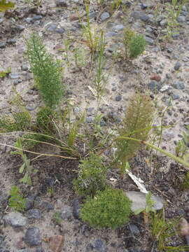 Image of Asparagus oliveri (Oberm.) Fellingham & N. L. Mey.