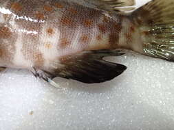 Image of Estuary Cod