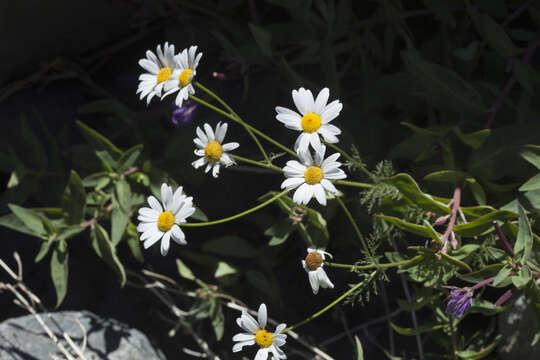 Tanacetum abrotanoides K. Bremer & C. J. Humphries resmi