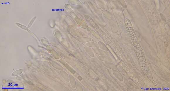 Слика од Ciborinia pseudobifrons Whetzel ex J. W. Groves & Bowerman 1955