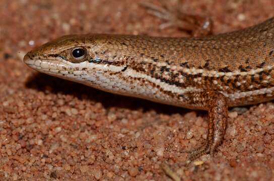 Image of Speckled sand skink