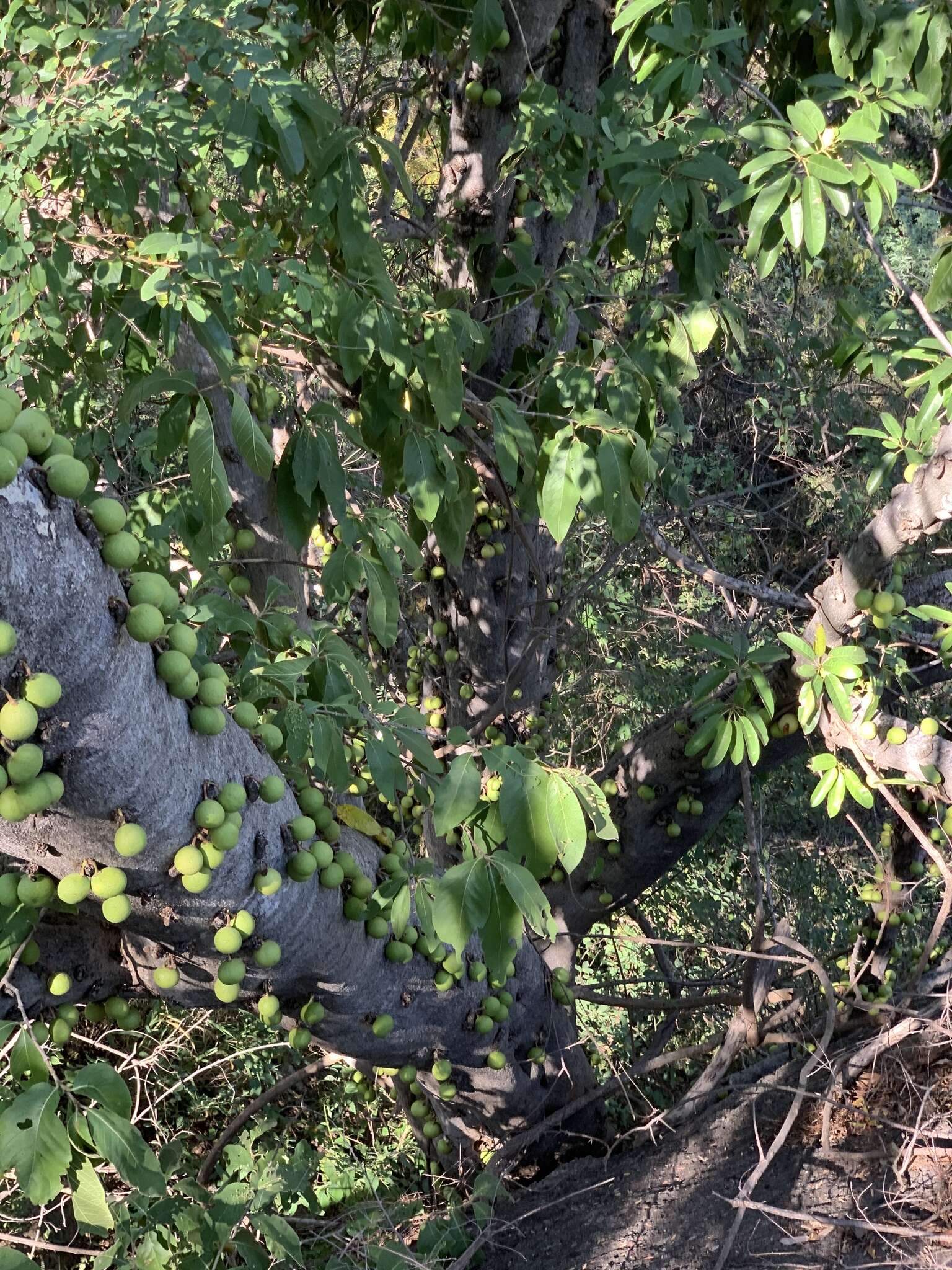 Image of Large-fruited fig