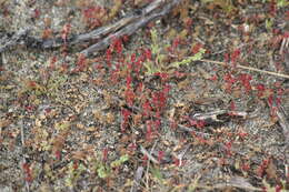 Image of Crassula colligata subsp. lamprosperma Toelken