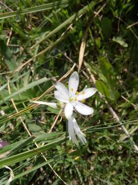 Image of Anthericum baeticum (Boiss.) Boiss.