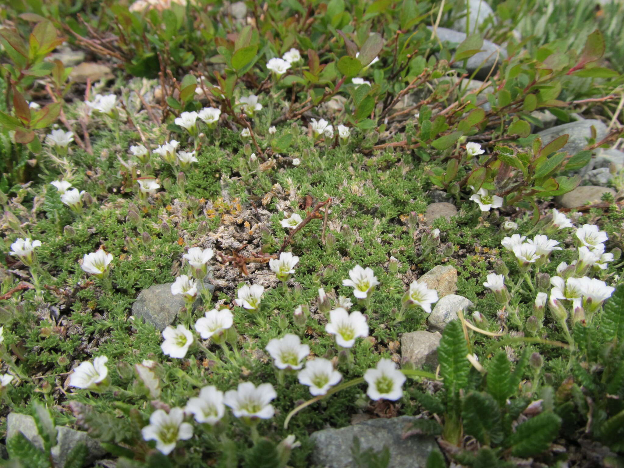 Plancia ëd Cherleria arctica (Steven ex Ser.) A. J. Moore & Dillenb.