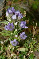 Imagem de Gentianella anisodonta (Borbás) A. & D. Löve