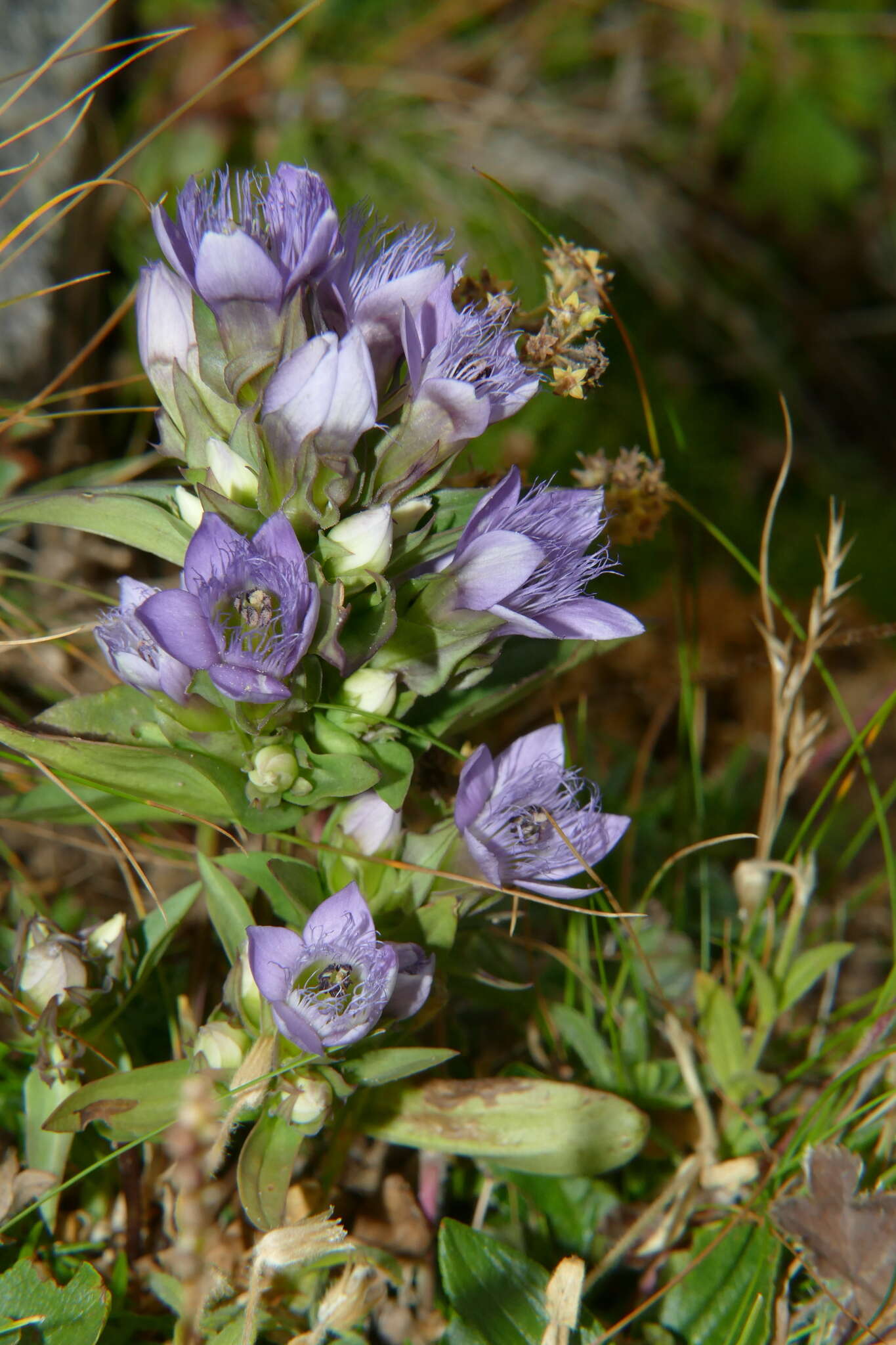 Imagem de Gentianella anisodonta (Borbás) A. & D. Löve