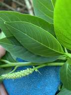 Image of Mexican pokeweed