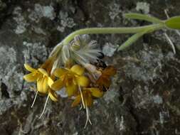 Image of Myosotis macrantha (Hook. fil.) Benth. & Hook. fil.