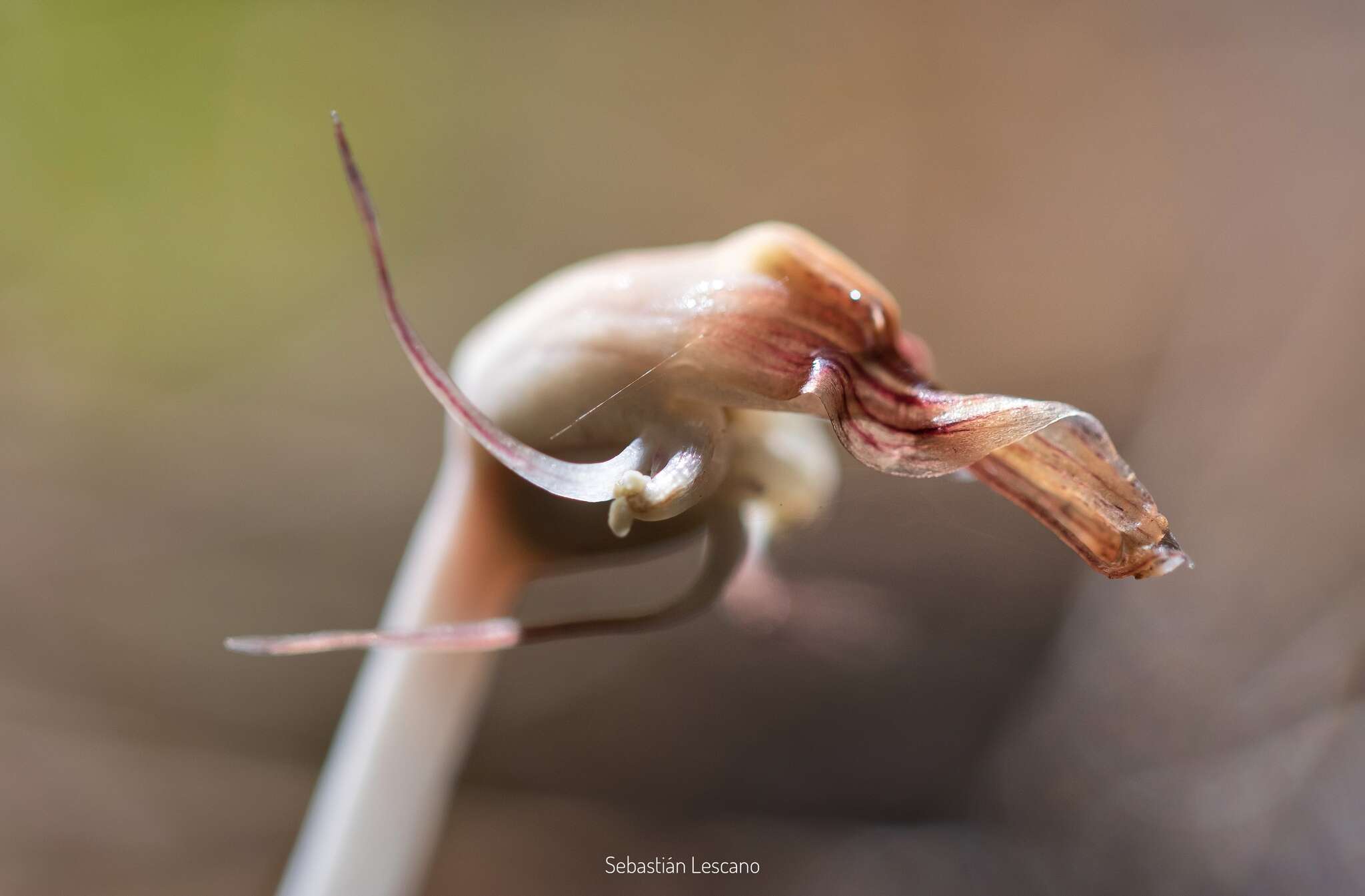 Image of Arachnitis uniflora Phil.