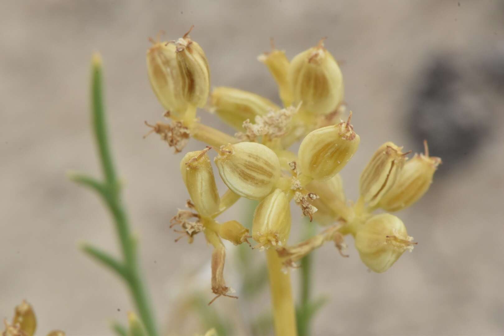 Imagem de Lomatium nuttallii (A. Gray) Macbr.