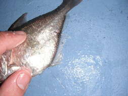 Image of Copper sweeper