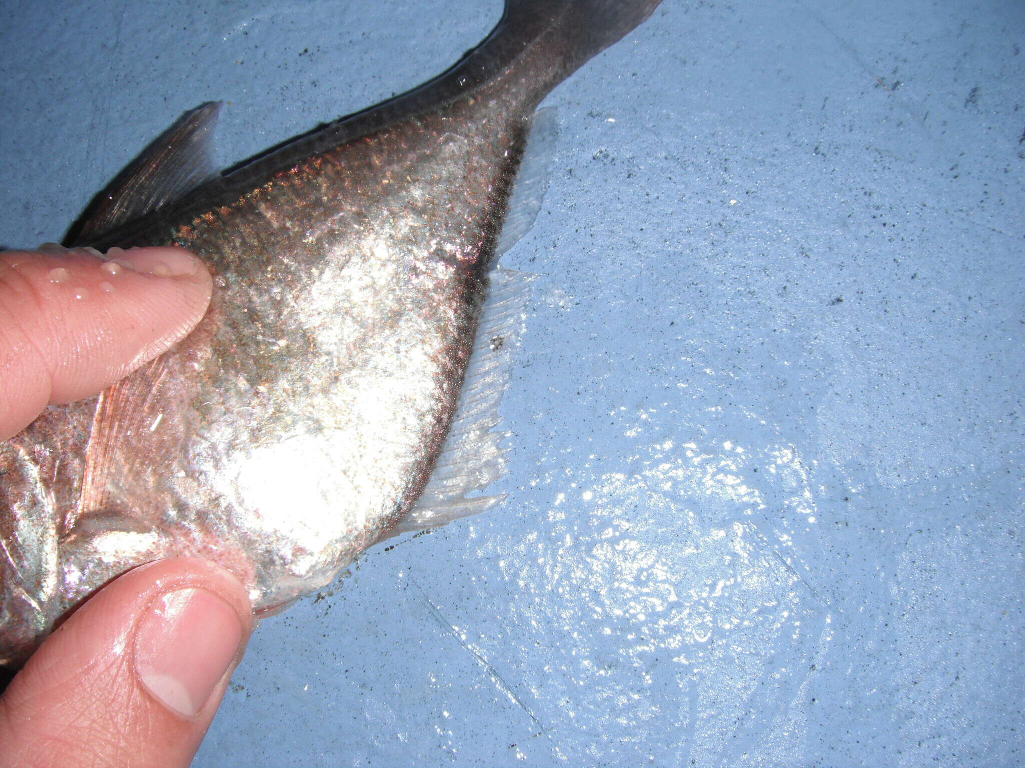 Image of Copper sweeper