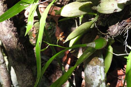 Image of Prosthechea livida (Lindl.) W. E. Higgins