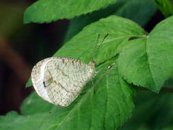 Image of <i>Leptosia nina niobe</i>