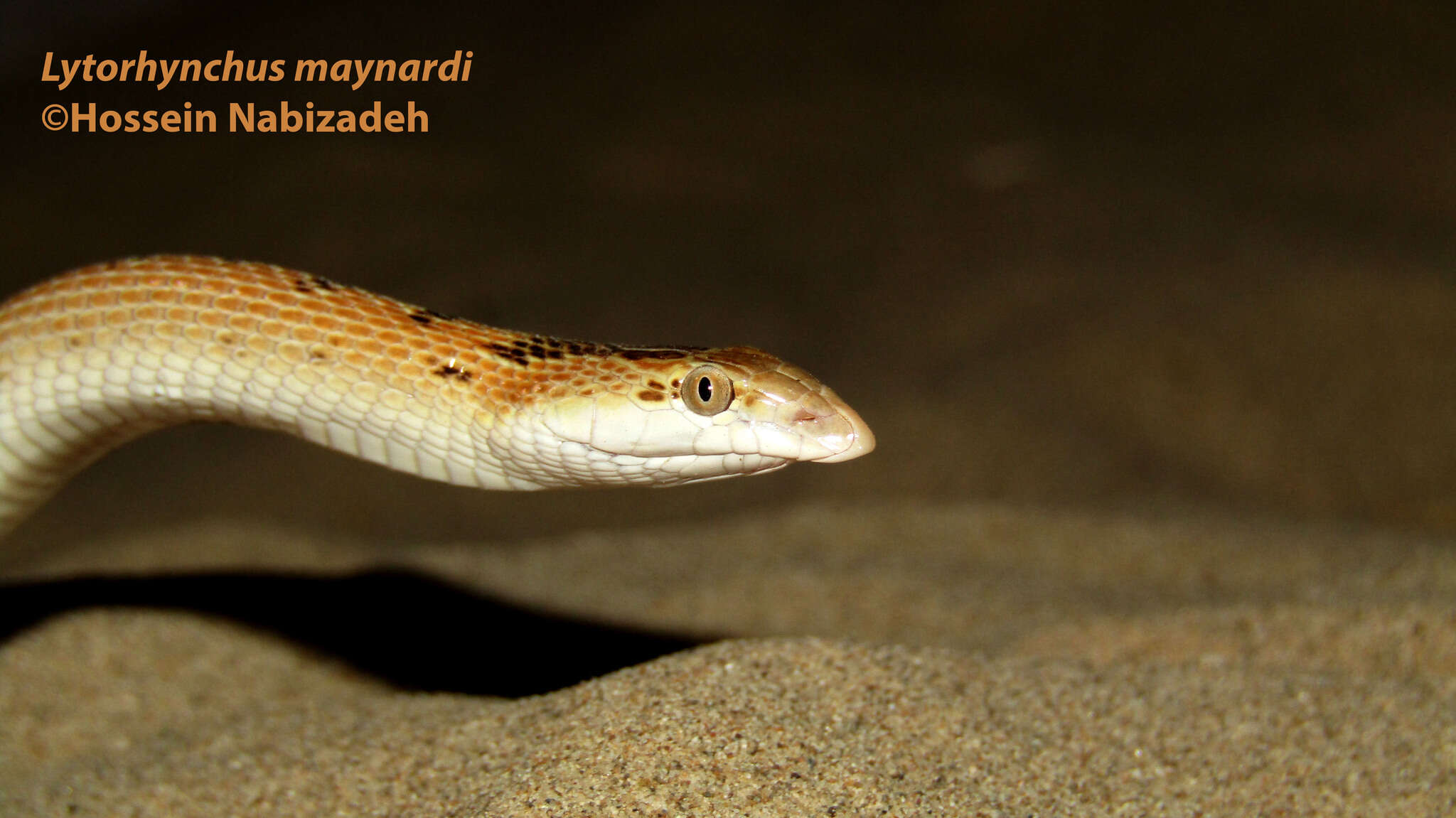 Image of Maynard's Longnose Sand Snake