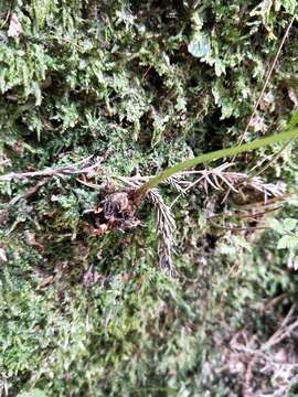 Sivun Athyrium silvicola Tag. kuva