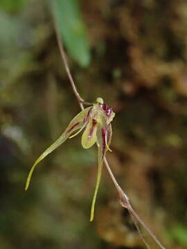 Image of Muscarella zephyrina (Rchb. fil.) Luer