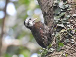 Image of Yellow-crested Woodpecker