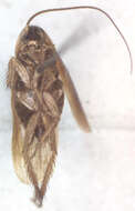 Image of Ischnoptera panamae Hebard 1920