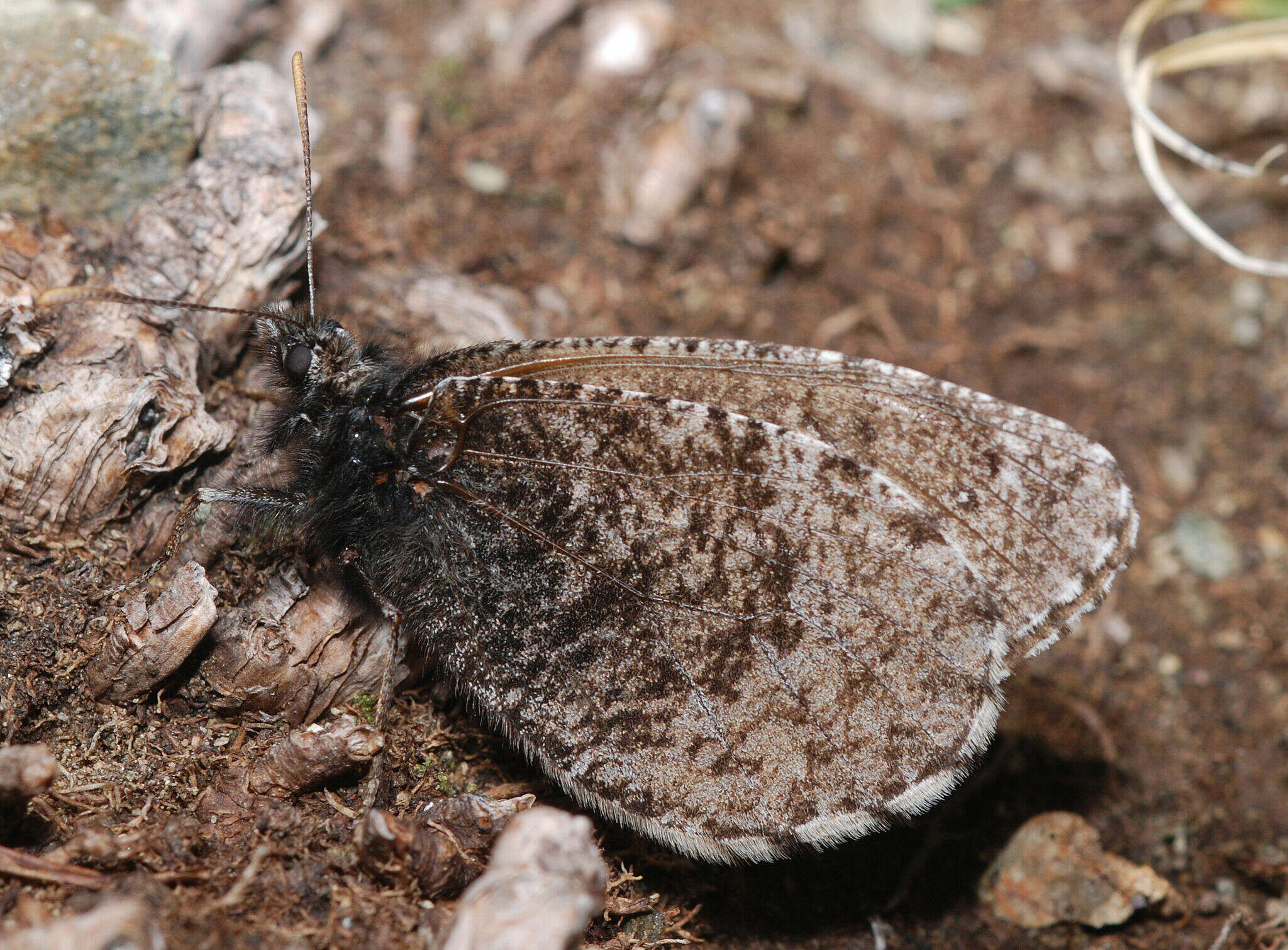 Image of Melissa Arctic