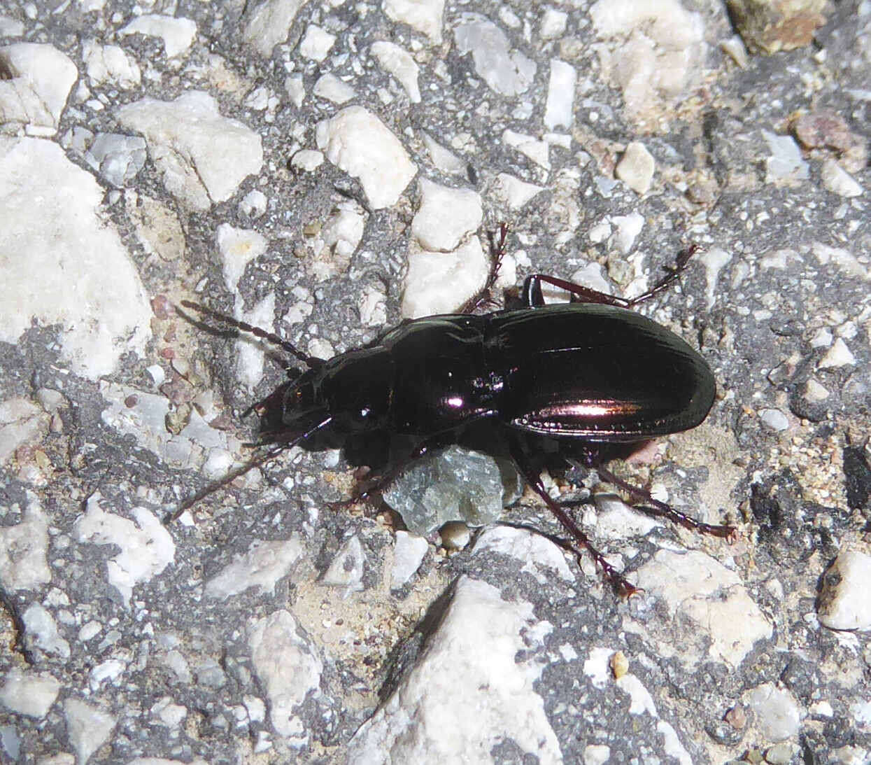 Image of Pterostichus (Cheporus) burmeisteri Heer 1837