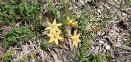 Image of golden brodiaea