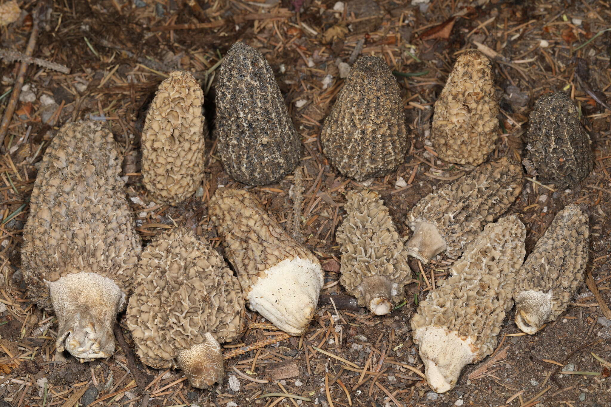 Image of Morchella tomentosa M. Kuo 2008