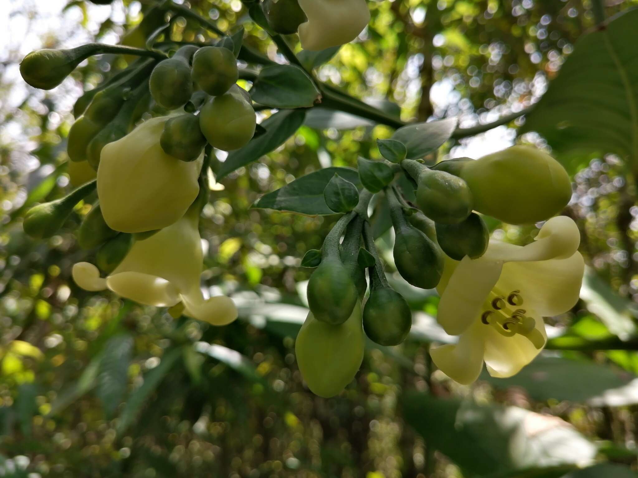 Image of Macrocarpaea macrophylla (Kunth) Gilg