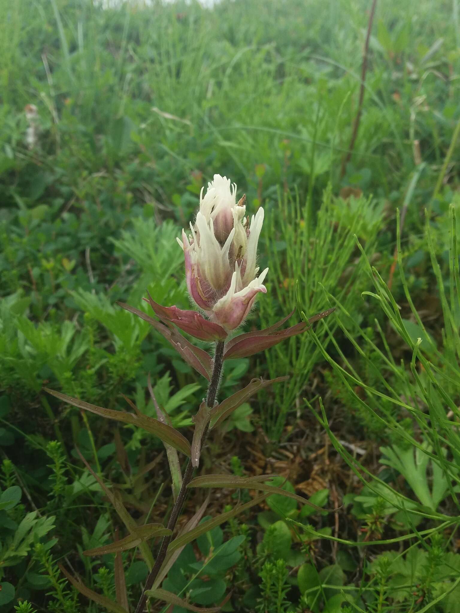 Image of Castilleja pallida subsp. pavlovii (Rebr.) A. & D. Löve