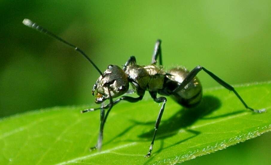 Image of Polyrhachis cupreata Emery 1895